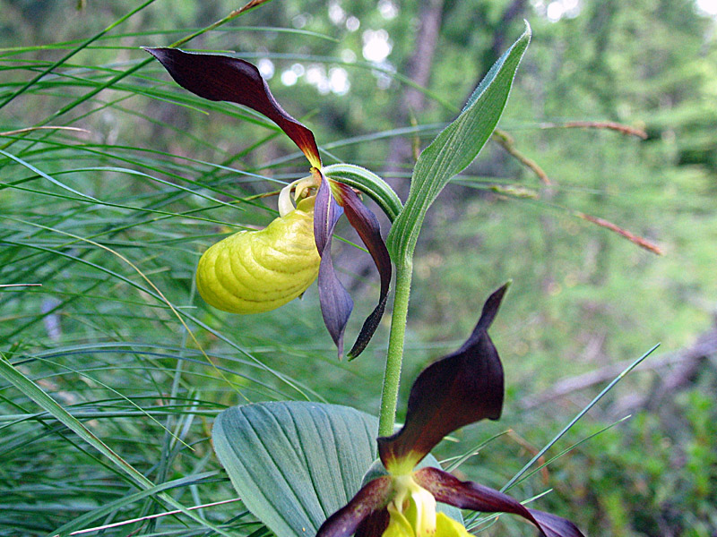 Cypripedium calceolus / Scarpetta di Venere